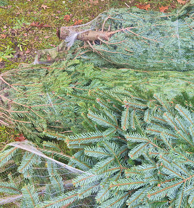 Choinki już czekają