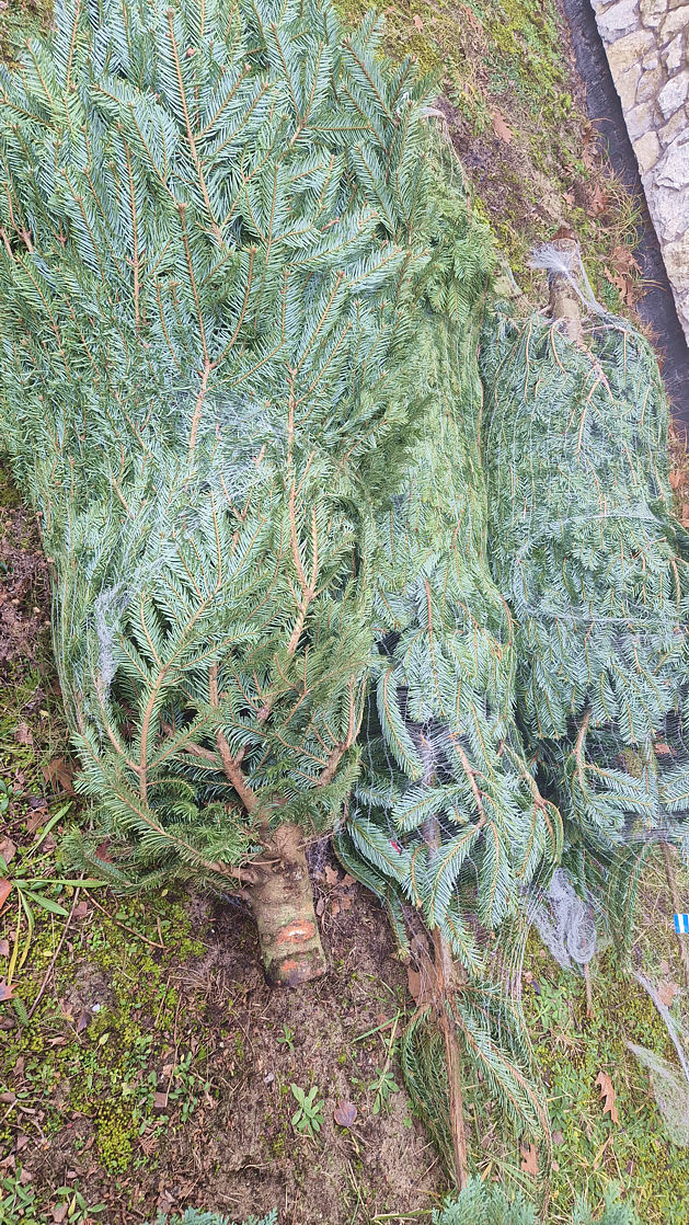 Choinki już czekają